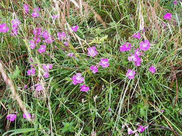 Dianthus sylvaticus \ Busch-Nelke / Ragged Pink, D Irndorfer Hardt 8.7.2014