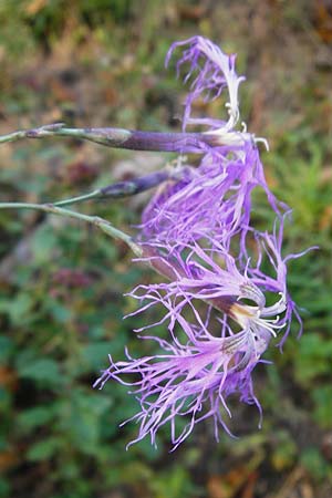 Dianthus superbus subsp. superbus \ Gewhnliche Prachtnelke / Superb Pink, Large Pink, D Eberbach 6.10.2014