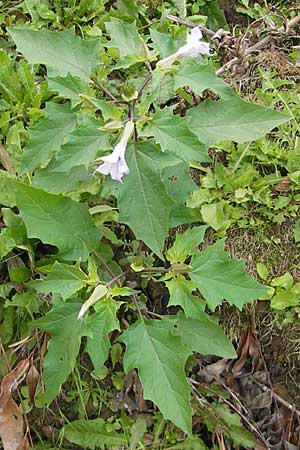 Datura stramonium var. tatula \ Blauer Stechapfel / Purple Thorn Apple, D Reilingen 13.9.2010