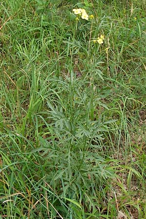 Diplotaxis tenuifolia \ Schmalblttriger Doppelsame, Ruccola / Perennial Wall Rocket, D Mainz 30.6.2012