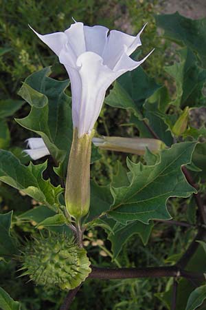 Datura stramonium var. tatula \ Blauer Stechapfel / Purple Thorn Apple, D Mannheim 21.8.2013