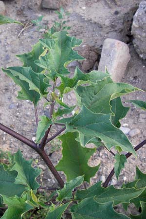 Datura stramonium var. tatula \ Blauer Stechapfel / Purple Thorn Apple, D Mannheim 21.8.2013