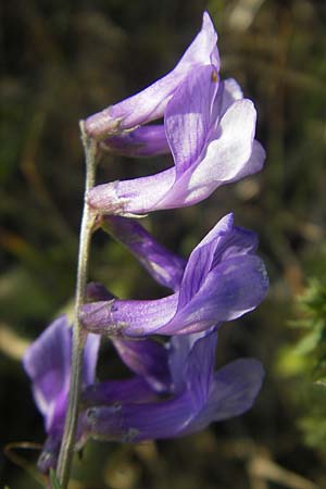 Vicia dalmatica \ Dalmatinische Vogel-Wicke / Bramble Vetch, D Rauenberg 18.5.2011