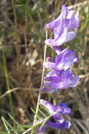 Vicia dalmatica \ Dalmatinische Vogel-Wicke / Bramble Vetch, D Rauenberg 18.5.2011
