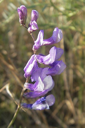 Vicia dalmatica \ Dalmatinische Vogel-Wicke / Bramble Vetch, D Rauenberg 18.5.2011