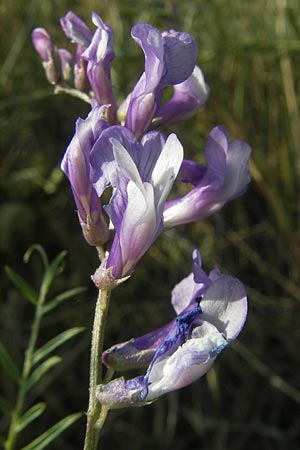 Vicia dalmatica \ Dalmatinische Vogel-Wicke / Bramble Vetch, D Rauenberg 18.5.2011