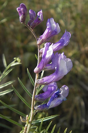 Vicia dalmatica \ Dalmatinische Vogel-Wicke / Bramble Vetch, D Rauenberg 18.5.2011