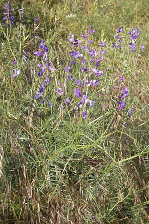 Vicia dalmatica \ Dalmatinische Vogel-Wicke / Bramble Vetch, D Rauenberg 18.5.2011