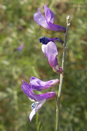 Vicia dalmatica \ Dalmatinische Vogel-Wicke / Bramble Vetch, D Rauenberg 18.5.2011