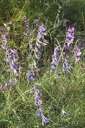 Vicia dalmatica \ Dalmatinische Vogel-Wicke / Bramble Vetch, D Rauenberg 18.5.2011