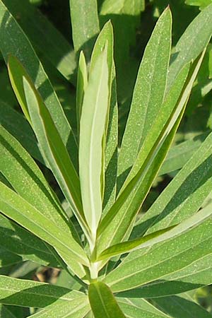 Euphorbia saratoi \ Schein-Ruten-Wolfsmilch / Twiggy Spurge, D Mannheim 25.9.2011