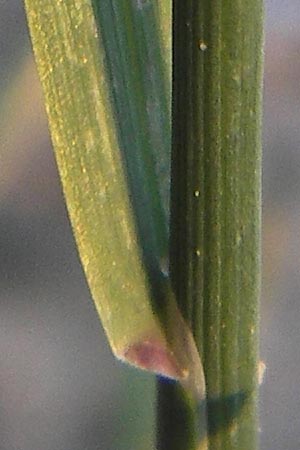 Poa compressa \ Flaches Rispengras, Plattes Rispengras / Flattened Meadow Grass, D Eppertshausen 19.9.2012