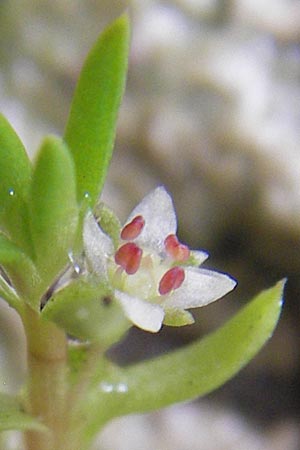 Crassula helmsii \ Nadelkraut, Helms Dickblatt / Swamp Stonecrop, New Zealand Pygmyweed, D Wetter 7.9.2013