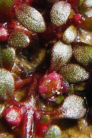 Elatine hydropiper \ Wasserpfeffer-Tnnel / Eight-Stamen Waterwort, D Schwarzenborn 1.6.2014