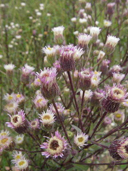 Erigeron acris subsp. acris, Scharfes Berufkraut Erigeron acris subsp. acris, Scharfes Berufkraut