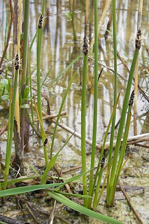 Eleocharis austriaca \ sterreichische Sumpfbinse / Austrian Spike Rush, D Günzburg 8.5.2010