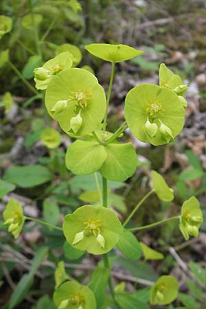 Euphorbia amygdaloides \ Mandelblttrige Wolfsmilch / Mediterranean Spurge, D Günzburg 8.5.2010