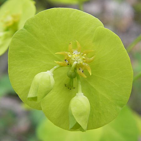 Euphorbia amygdaloides \ Mandelblttrige Wolfsmilch / Mediterranean Spurge, D Günzburg 8.5.2010