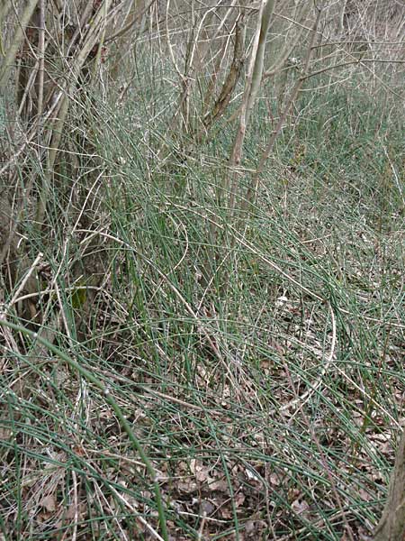 Equisetum x ascendens \ Aufsteigender Schachtelhalm / Ascending Horsetail, D Pfalz, W&ouml;rth 16.3.2013