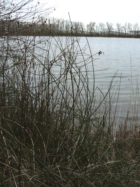 Equisetum x ascendens \ Aufsteigender Schachtelhalm / Ascending Horsetail, D Pfalz, W&ouml;rth 16.3.2013