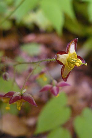 Epimedium alpinum \ Alpen-Sockenblume / Barren-Wort, D Offenbach am Main 8.5.2013