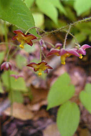 Epimedium alpinum \ Alpen-Sockenblume / Barren-Wort, D Offenbach am Main 8.5.2013