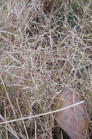 Eragrostis albensis \ Elbe-Liebesgras / Elbe Love Grass, D Mannheim 5.10.2011