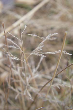 Eragrostis albensis \ Elbe-Liebesgras / Elbe Love Grass, D Mannheim 5.10.2011