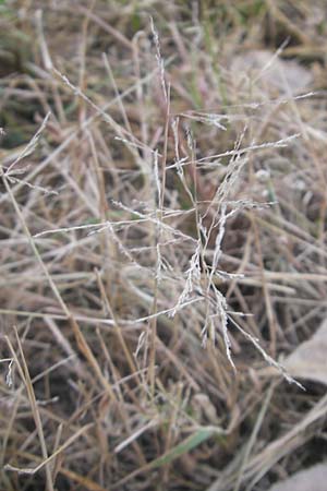 Eragrostis albensis \ Elbe-Liebesgras / Elbe Love Grass, D Mannheim 5.10.2011