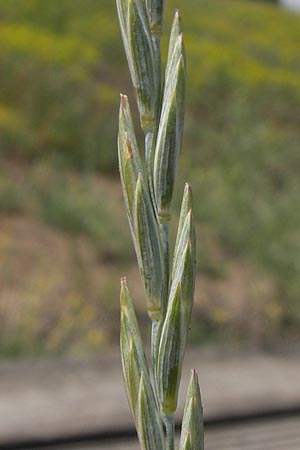 Elymus arenosus \ Sand-Quecke / Couch, D Mainz 30.6.2012
