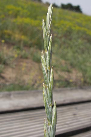 Elymus arenosus \ Sand-Quecke / Couch, D Mainz 30.6.2012