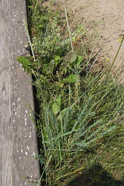 Elymus arenosus \ Sand-Quecke / Couch, D Mainz 30.6.2012