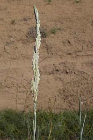 Elymus arenosus \ Sand-Quecke / Couch, D Mainz 30.6.2012