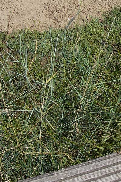Elymus arenosus \ Sand-Quecke / Couch, D Mainz 30.6.2012