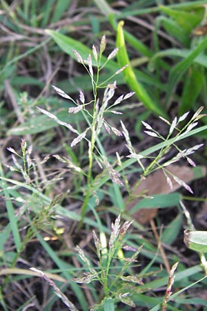 Eragrostis albensis \ Elbe-Liebesgras / Elbe Love Grass, D Mannheim 27.8.2012