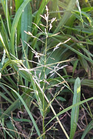 Eragrostis albensis \ Elbe-Liebesgras / Elbe Love Grass, D Mannheim 27.8.2012