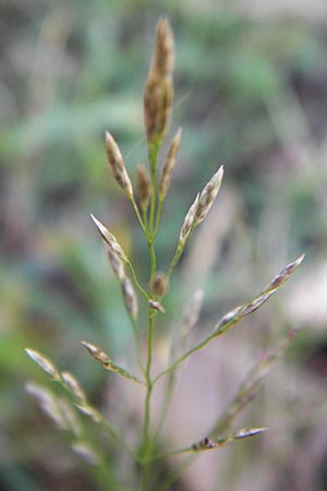 Eragrostis albensis \ Elbe-Liebesgras / Elbe Love Grass, D Mannheim 27.8.2012
