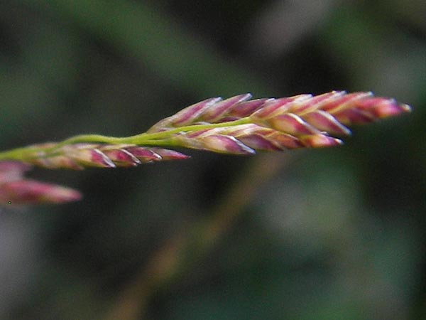 Eragrostis albensis \ Elbe-Liebesgras / Elbe Love Grass, D Mannheim 27.8.2012