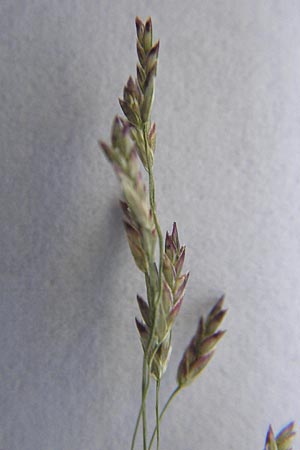 Eragrostis albensis \ Elbe-Liebesgras / Elbe Love Grass, D Mannheim 28.8.2012