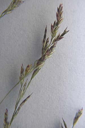 Eragrostis albensis \ Elbe-Liebesgras / Elbe Love Grass, D Mannheim 28.8.2012