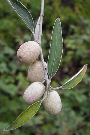 Elaeagnus angustifolia \ Schmalblttrige lweide / Narrow-Leaved Oleaster, Russian Olive, D Mannheim 30.8.2012