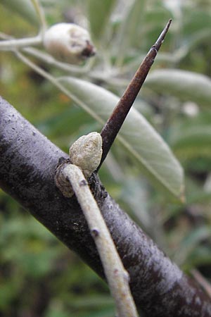 Elaeagnus angustifolia \ Schmalblttrige lweide / Narrow-Leaved Oleaster, Russian Olive, D Mannheim 30.8.2012