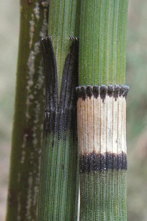 Equisetum x ascendens \ Aufsteigender Schachtelhalm / Ascending Horsetail, D Pfalz, W&ouml;rth 16.3.2013