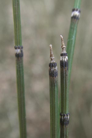 Equisetum x ascendens \ Aufsteigender Schachtelhalm / Ascending Horsetail, D Pfalz, W&ouml;rth 16.3.2013