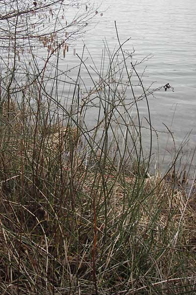 Equisetum x ascendens \ Aufsteigender Schachtelhalm / Ascending Horsetail, D Pfalz, W&ouml;rth 16.3.2013