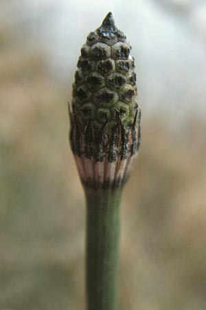 Equisetum x ascendens \ Aufsteigender Schachtelhalm / Ascending Horsetail, D Pfalz, W&ouml;rth 16.3.2013