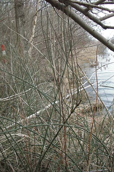 Equisetum x ascendens \ Aufsteigender Schachtelhalm / Ascending Horsetail, D Pfalz, W&ouml;rth 16.3.2013