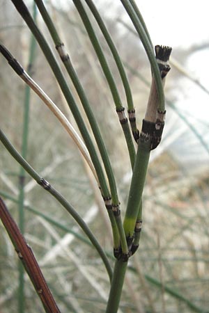Equisetum x ascendens \ Aufsteigender Schachtelhalm / Ascending Horsetail, D Pfalz, W&ouml;rth 16.3.2013