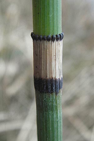 Equisetum x ascendens \ Aufsteigender Schachtelhalm / Ascending Horsetail, D Pfalz, W&ouml;rth 16.3.2013