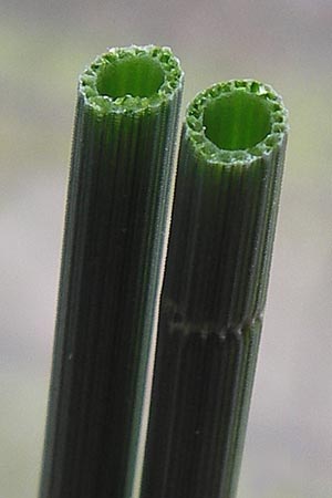 Equisetum x ascendens \ Aufsteigender Schachtelhalm / Ascending Horsetail, D Pfalz, W&ouml;rth 16.3.2013